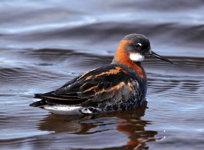 Birdwatching half day tour: Húsavík & surroundings
