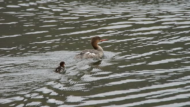 BackCountry Wildlife Adventure