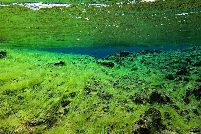 Freedive Silfra day tour