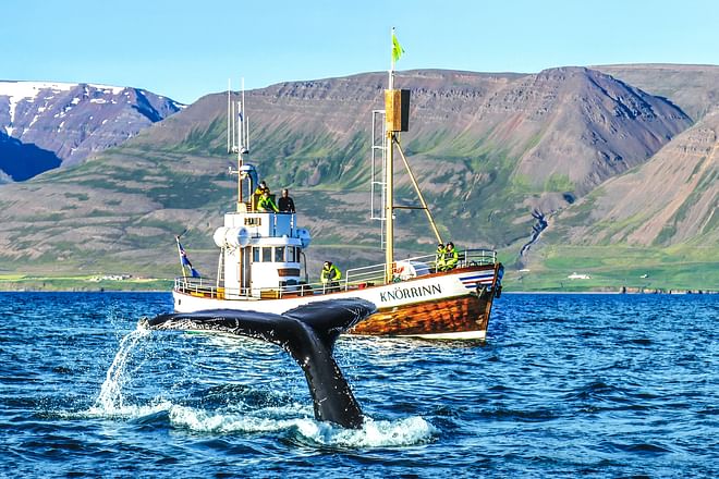 Whale Watching Eyjafjörður: From Árskógssandur