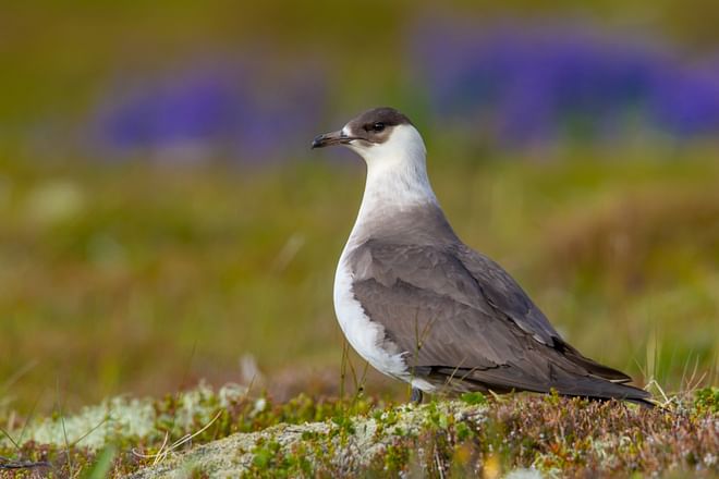 Birdwatching private tour: Melrakkaslétta and Kelduhverfi