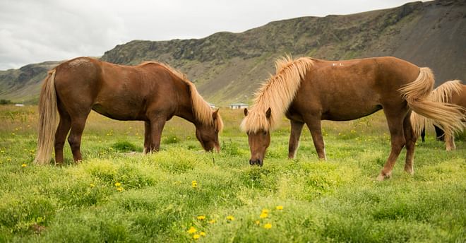 Horse Riding Tour in Reykjadalur (Hotspring Valley) 