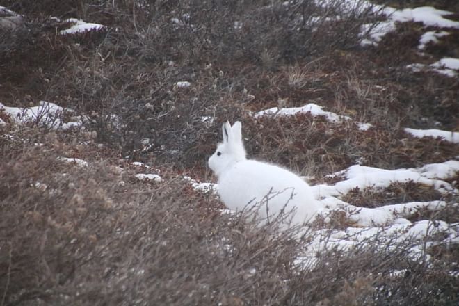 4 Day In Kangerlussuaq West Greenland