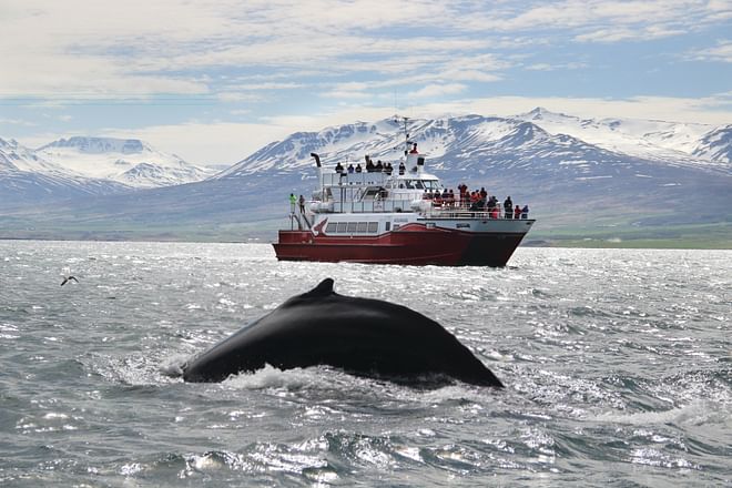 Akureyri Classic Whale Watching