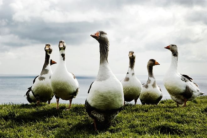 4 Day Highlights of the Faroe Islands self-drive tour