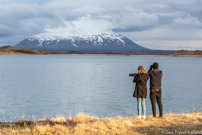 Lake Mývatn Birdwatching