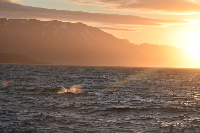 Akureyri Express Whales in the Midnight Sun