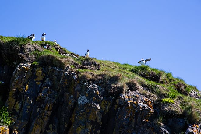 Ocean Adventures Puffin tour