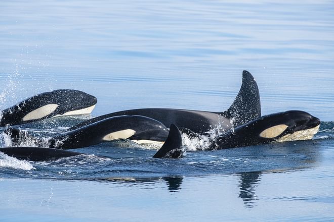 Whale Watching Ólafsvík 