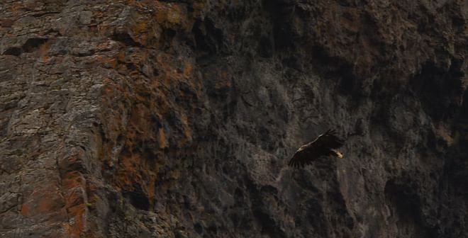 BackCountry Wildlife Adventure