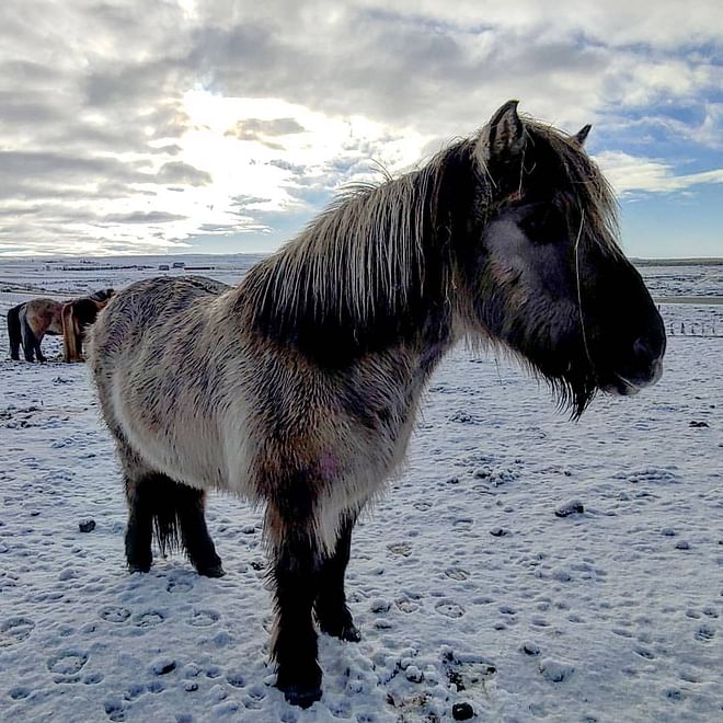 Borgarfjörður Private Adventure