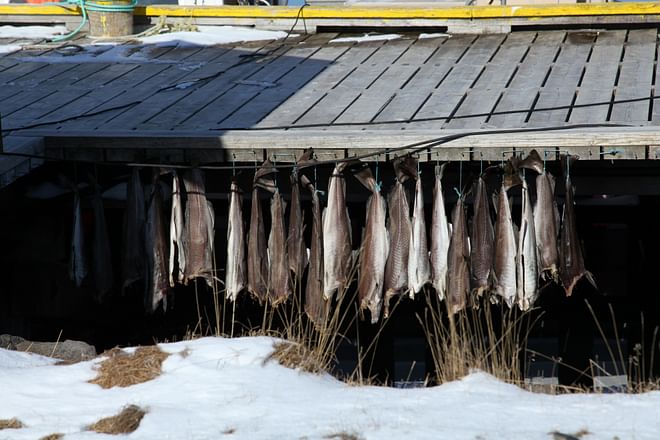 Birdwatching private tour: Melrakkaslétta and Kelduhverfi