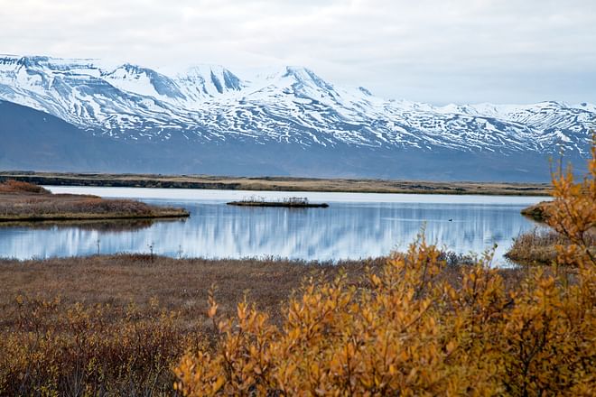 Birdwatching half day tour: Húsavík & surroundings