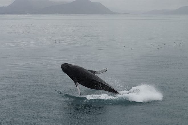 Best Value Whale Watching tour from Reykjavik
