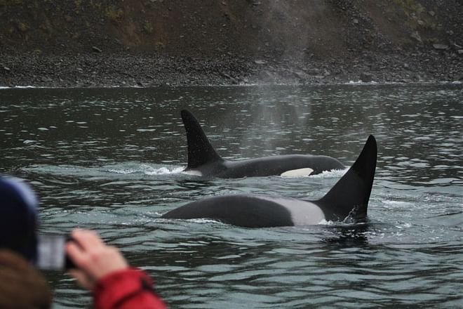 Express Whales, Eyjafjord & Akureyri