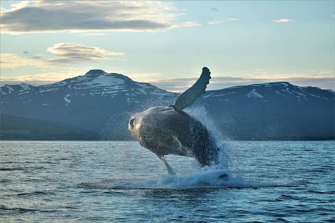 Akureyri Classic Whales in the Midnight Sun