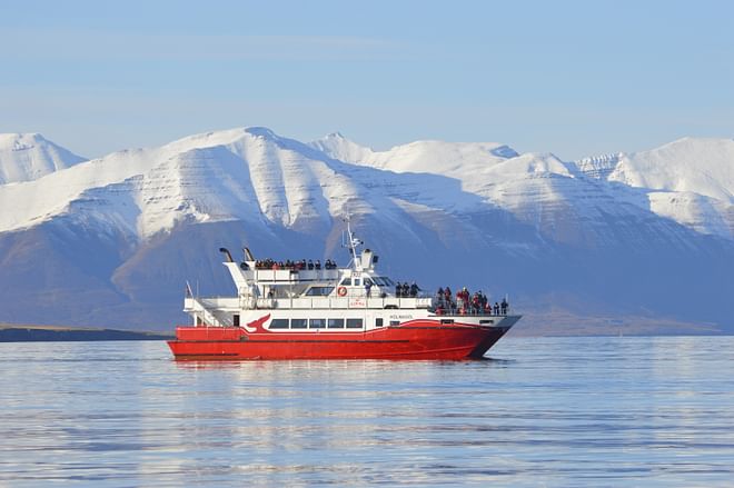 Akureyri Classic Whale Watching