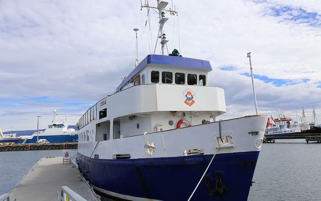 Whales of Iceland from Land and Sea