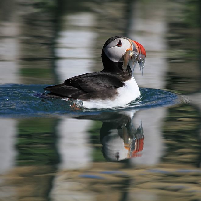 GG6 Puffins Exclusive