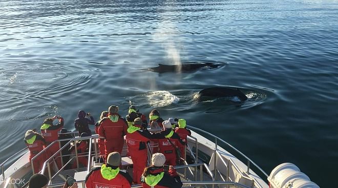 Akureyri Classic Whale Watching