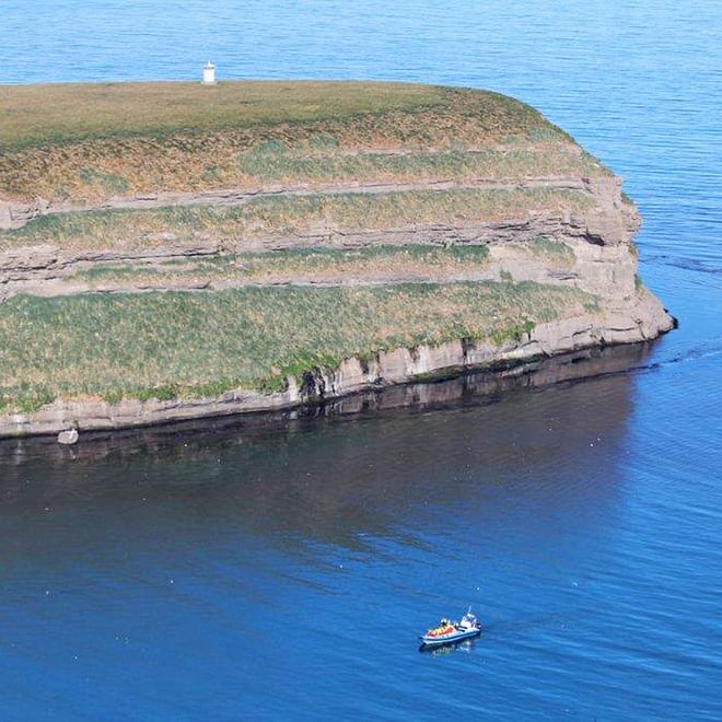 GG6 Puffins Exclusive