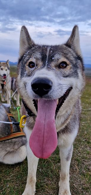 Siberian Husky Cart Ride 
