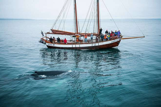 Whales and Sails