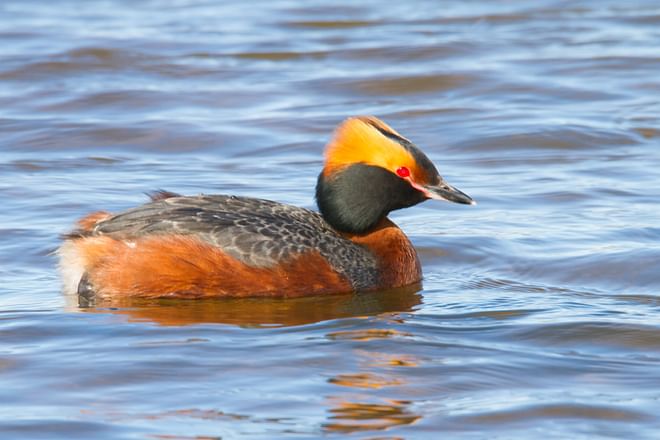 Birding Trail - TN Signature Birdwatching - 5 days