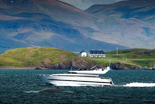 Whale Watching & Dolphin Yacht Cruise