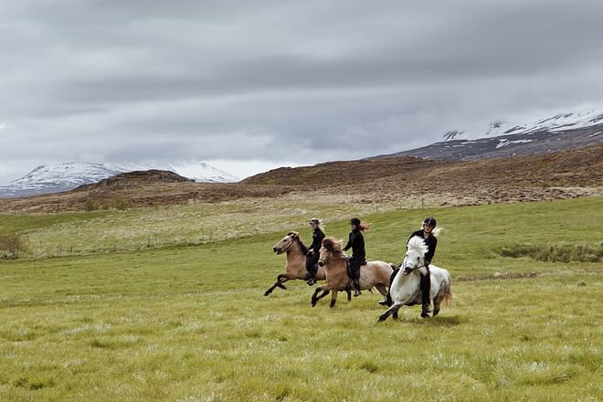 Horse Riding Tour - 1hr (Akureyri) Gásir