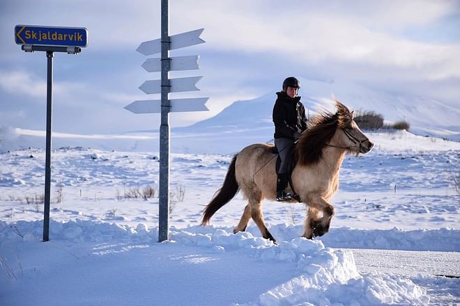 Horse Riding Tour - 1hr (Akureyri) Gásir
