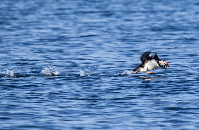 Puffin Express by RIB Speedboat