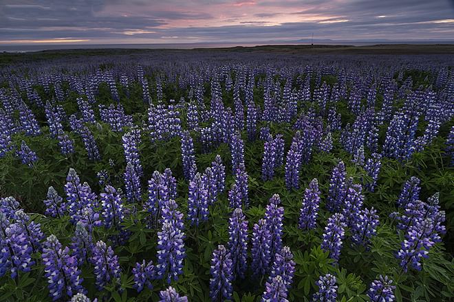 Reykjanes Peninsula Photo Day Tour