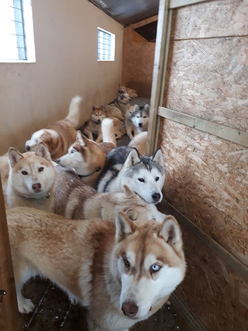 Siberian Husky Kennel Visit