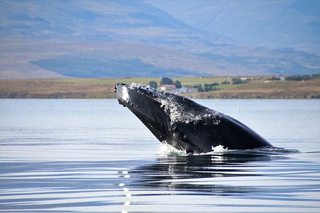 Whales & White Water Rafting