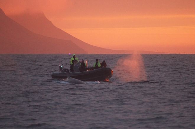 Akureyri Express Whales in the Midnight Sun