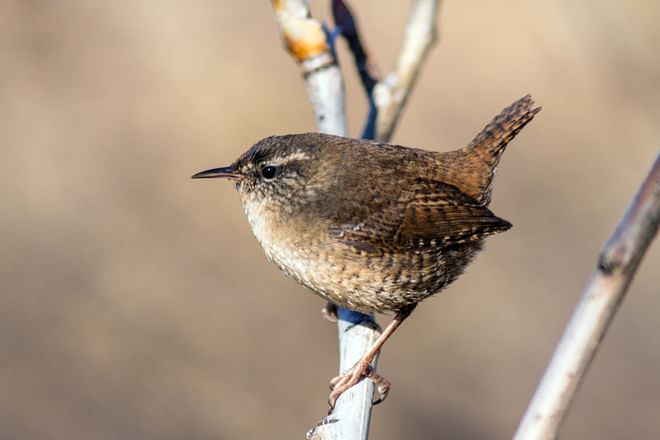 TN Complete Circle Birdwatching - 12 days