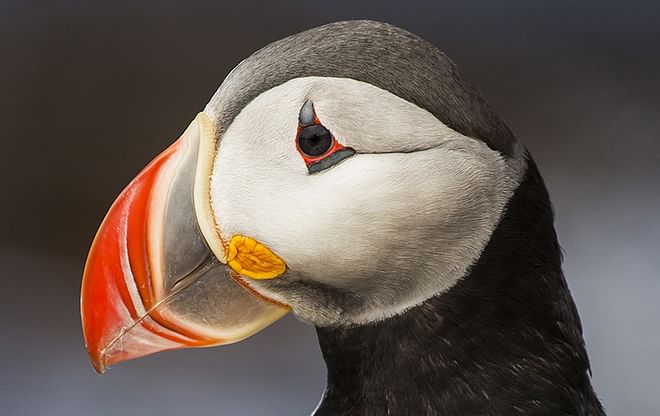 Midnight Sun in Westfjords Photography Workshop