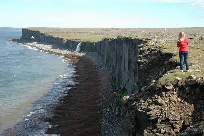 Langanes birdcliffs and ruins