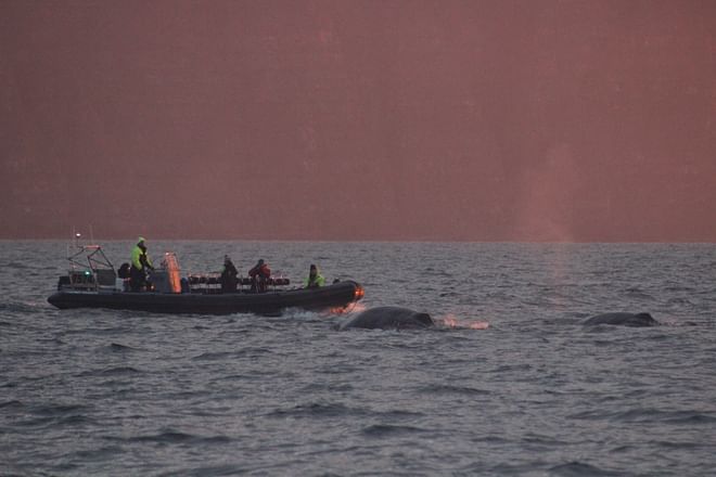 Akureyri Express Whales in the Midnight Sun