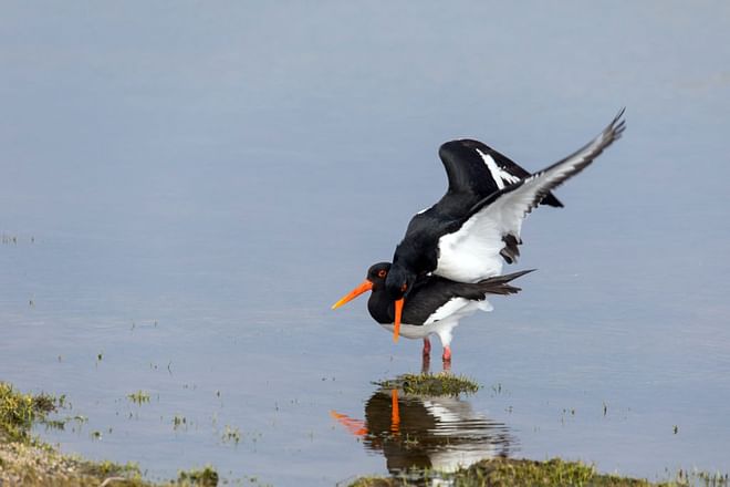 TN Highlights Birdwatching - 10 days