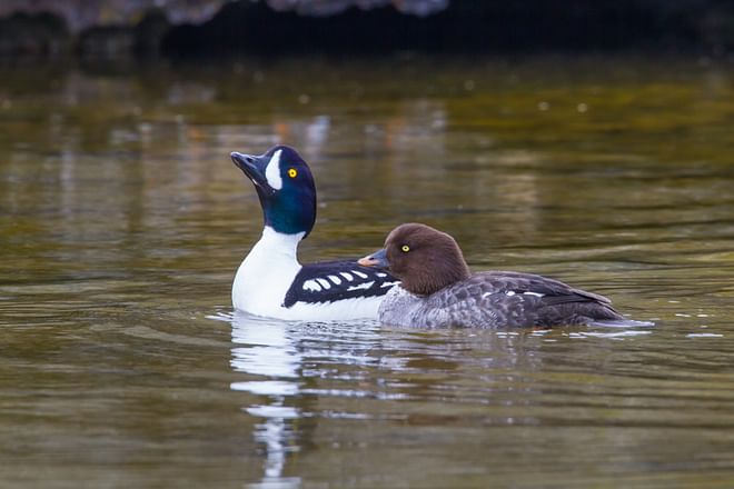 Birdwatching day tour: Lake Mývatn Area