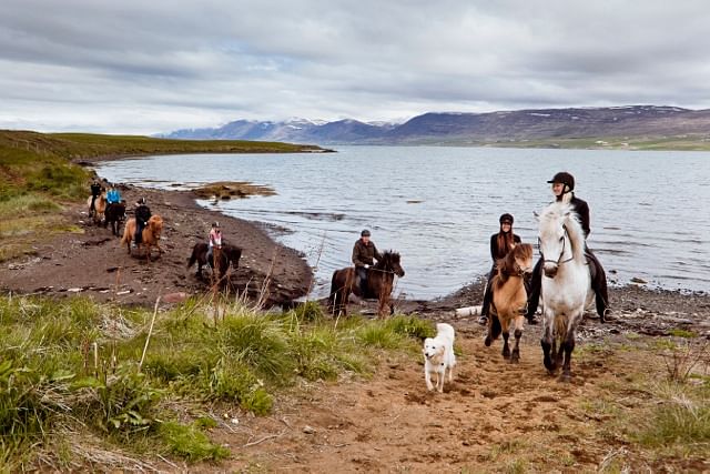 Horse Riding Tour - 1hr (Akureyri) Gásir